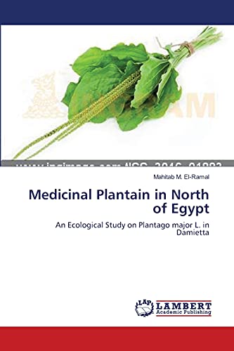Medicinal Plantain in North of Egypt