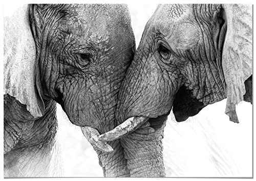 Panorama Poster Pareja Elefantes 100x70cm - Impreso en Papel 250gr - Poster de Animales - Cuadros Decorativos de Animales - Cuadros Salón Modernos - Cuadros Dormitorio