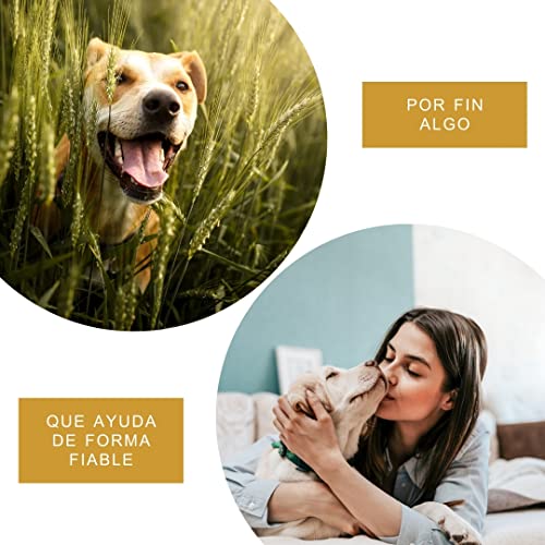 Peticare Perros Prebiótico y Probiótico - Fortalecer Sistema Inmunológico, Restauración Tripas, Construir Flora Intestinal, Alivia Susceptibilidad Alergias y Picores - petDog Health 2501