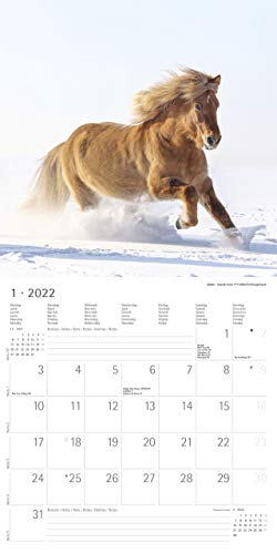 Ponys 2022 - Broschürenkalender 30x30 cm: Ponies - Pferde