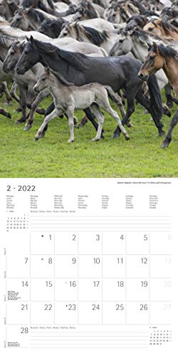 Ponys 2022 - Broschürenkalender 30x30 cm: Ponies - Pferde