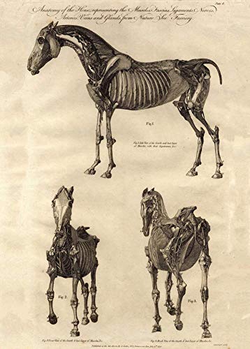 Póster vintage de anatomía esquelética del caballo del siglo 18-19, reproducción de 200 g, A3