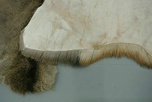 Robert Tartufferie - Alfombra de piel de ciervo rojo para esconder la piel de ciervo de taxidermia de caza coleccionable para decoración del hogar.