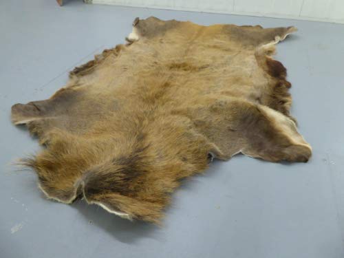 Robert Tartufferie - Alfombra de piel de ciervo rojo para esconder la piel de ciervo de taxidermia de caza coleccionable para decoración del hogar.