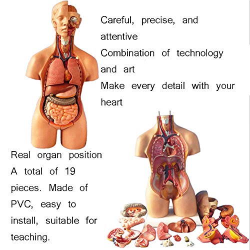 XHLLX Órganos internos Modelo anatómico médico anatómico del Cuerpo Humano Torso Cuerpo Humano de Pecho en Nuestra enseñanza para Medicina 55 cm, 55 cm