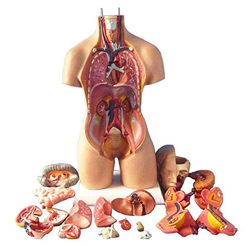XHLLX Órganos internos Modelo anatómico médico anatómico del Cuerpo Humano Torso Cuerpo Humano de Pecho en Nuestra enseñanza para Medicina 55 cm, 55 cm