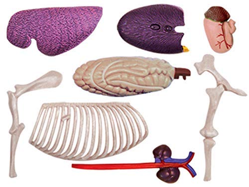 ZYYH Modelo de anatomía de Caballo, 26 Rompecabezas ensamblado, Animal de Juguete biológico, órgano anatómico de Caballo, Adecuado para el Modelo de enseñanza médica Escolar.