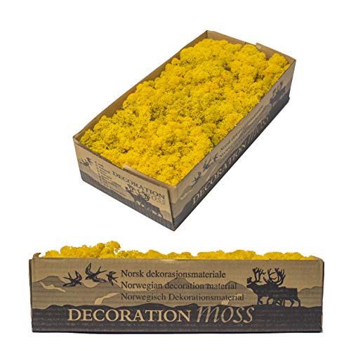 1 caja de musgo auténtico, musgo decorativo natural para manualidades en diferentes variedades frescas – DIY – musgo islandés, musgo de panel, musgo de bola (1 musgo islandés amarillo)