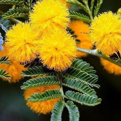 20 Semillas Semillas de oro Mimosa árbol (Acacia Baileyana)