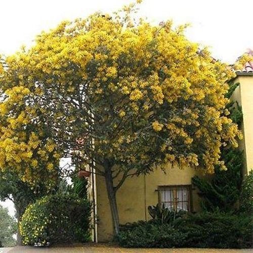 20 Semillas Semillas de oro Mimosa árbol (Acacia Baileyana)