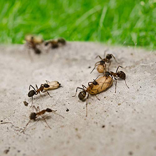 Antihormigas granulado, elimina las hormigas de forma definitiva, ideal para exteriores.