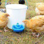 Bebedero automático para aves de corral, bebedero para gallinas, patos, gansos, bebedero multifunción