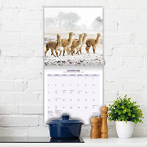 Calendario 2022 de Alpaca