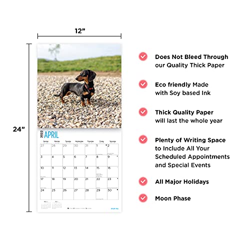 Calendario de pared 2022 Dachshunds por Bright Day, 30,5 x 30,5 cm, bonito cachorro de perro