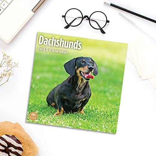 Calendario de pared 2022 Dachshunds por Bright Day, 30,5 x 30,5 cm, bonito cachorro de perro