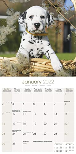 Calendario de pared cuadrado de perro dálmata 2022