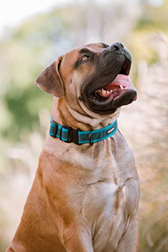 Collar para Perro con Cierre metálico, Acolchado, Resistente y Ajustable - 2 Tallas Elegir - Talla M / Color Azul