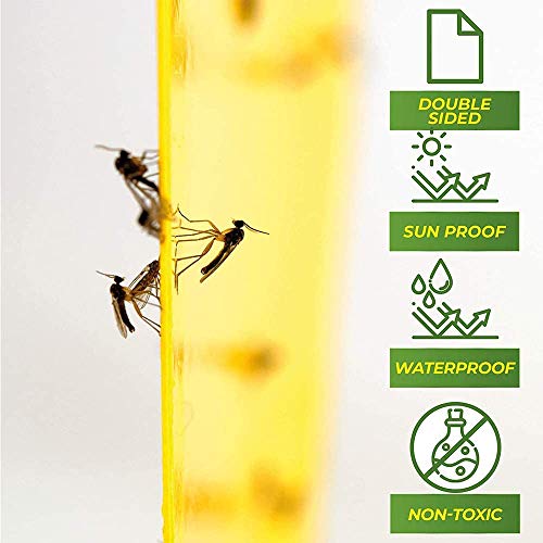 Evance 80 Piezas Trampas de Mosca Pegajosas de Doble Cara Amarillas para Insectos de Planta, Trampas Adhesivas Dobles(Amarilla)