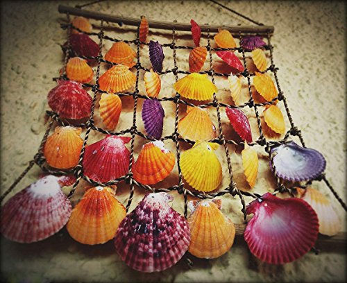 Jangostor 100PCS Conchas de mar Marinas de Playa de océano Mixto,Varios tamaños Conchas Marinas de Colores Naturales, Estrellas de mar Rellenos de jarrones