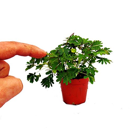 Mimosa pudica"Touch-Me-Not" - The Plant That Reacts To Your Touch - 9cm Pot