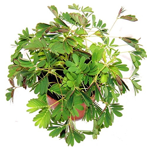 Mimosa pudica"Touch-Me-Not" - The Plant That Reacts To Your Touch - 9cm Pot