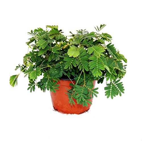 Mimosa pudica"Touch-Me-Not" - The Plant That Reacts To Your Touch - 9cm Pot