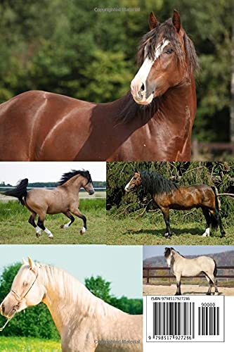Notebook for lovers of Welsh Cob (Sec D) ponies: If you love Welsh Cobs you are a definite pony lover. (Notebook for horse lovers.)
