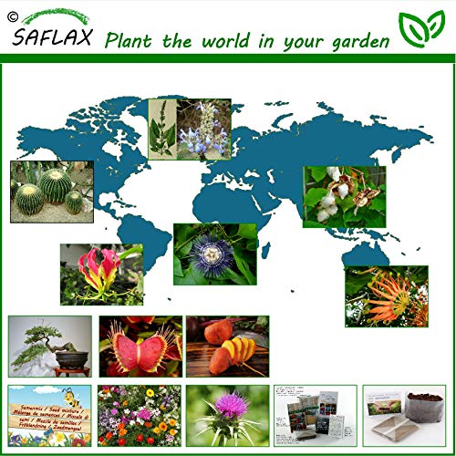 SAFLAX - Sensitiva - 70 semillas - Mimosa pudica