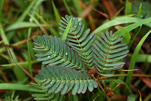 SAFLAX - Sensitiva - 70 semillas - Mimosa pudica