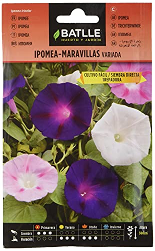 Semillas de Flores - Ipomea-Maravillas Trepadora variada - Batlle