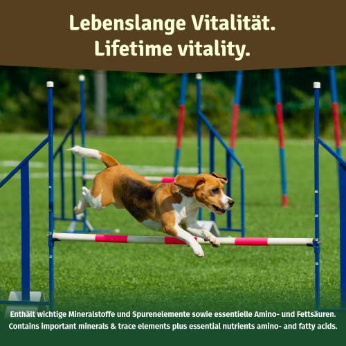 Veddelholzer - Polvo de mejillón verde natural para perros, 500 g, extracto de labio verde con alta aceptación en todos los perros condroprotector perros